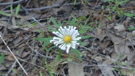 Barambah Bush 069 P1000822 scaled Barambah Bush 069 P1000822 scaled