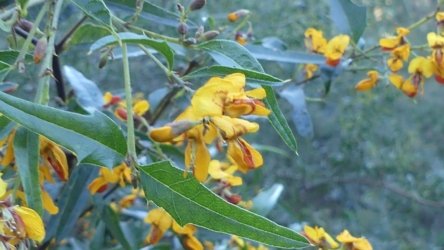 Barambah Bush 072 P1000825 scaled Barambah Bush 072 P1000825 scaled