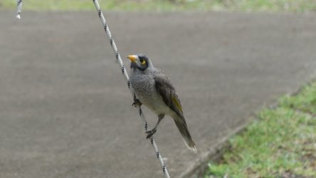 Barambah Bush 094 P1000847 scaled Barambah Bush 094 P1000847 scaled