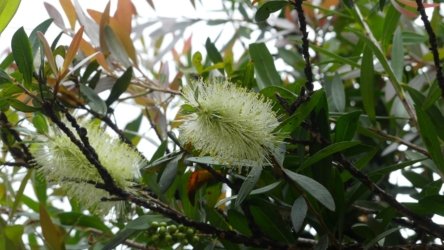 Barambah Bush 096 P1000849 scaled Barambah Bush 096 P1000849 scaled