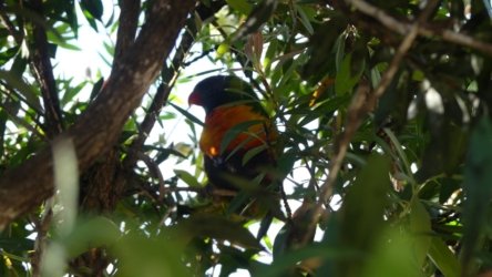 Barambah Bush 097 P1000850 scaled Barambah Bush 097 P1000850 scaled