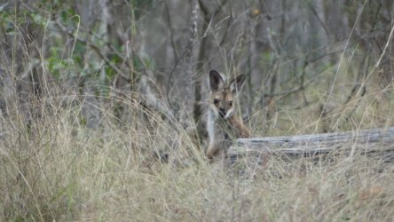 Barambah Bush 101 P1000857 scaled Barambah Bush 101 P1000857 scaled