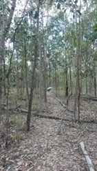 Barambah Bush 116 P1000872 scaled Barambah Bush 116 P1000872 scaled