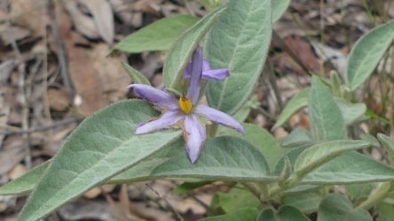 Barambah Bush 119 P1000875 scaled Barambah Bush 119 P1000875 scaled