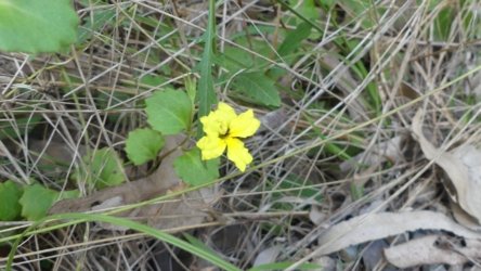 Barambah Bush 131 P1000887 scaled Barambah Bush 131 P1000887 scaled