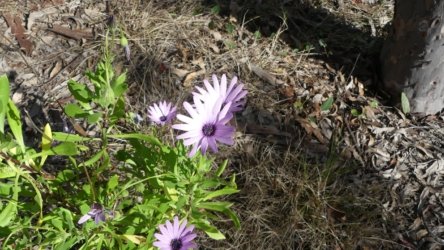 Barambah Bush 141 P1000897 scaled Barambah Bush 141 P1000897 scaled