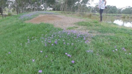 Barambah Bush 147 P1000903 scaled Barambah Bush 147 P1000903 scaled