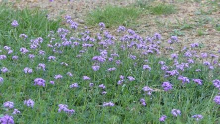 Barambah Bush 148 P1000904 scaled Barambah Bush 148 P1000904 scaled