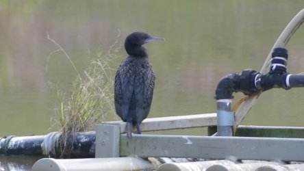 Barambah Bush 152 P1000908 scaled Barambah Bush 152 P1000908 scaled