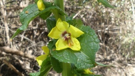 Benarkin 005 P1000913 scaled Benarkin 005 P1000913 scaled