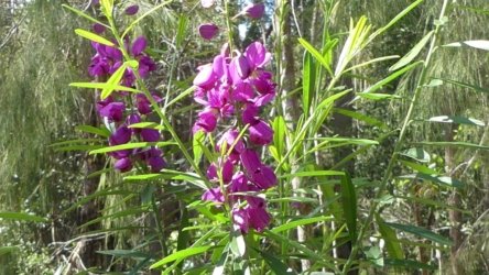 Benarkin 013 P1000921 scaled Benarkin 013 P1000921 scaled