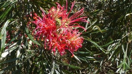 Benarkin 025 P1000933 scaled Benarkin 025 P1000933 scaled