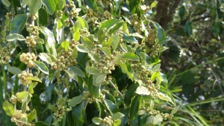 Bli Bli 011 P1000689 scaled Bli Bli 011 P1000689 scaled