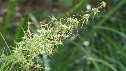 Bli Bli 013 P1000691 scaled Bli Bli 013 P1000691 scaled