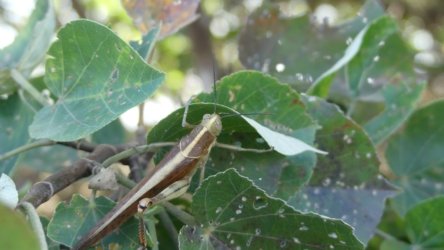 Bli Bli 020 P1000698 scaled Bli Bli 020 P1000698 scaled