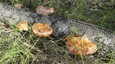 Bli Bli 054 P1000732 scaled Bli Bli 054 P1000732 scaled