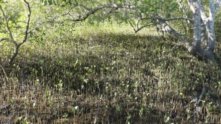 Bli Bli 056 P1000734 scaled Bli Bli 056 P1000734 scaled