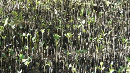 Bli Bli 057 P1000735 scaled Bli Bli 057 P1000735 scaled