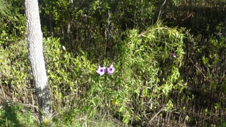 Bli Bli 059 P1000737 scaled Bli Bli 059 P1000737 scaled