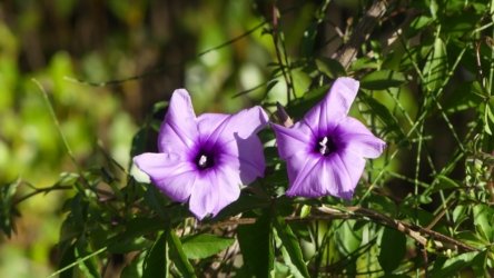 Bli Bli 060 P1000738 scaled Bli Bli 060 P1000738 scaled