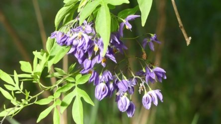 Bli Bli 062 P1000740 scaled Bli Bli 062 P1000740 scaled