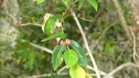 Bli Bli 066 P1000744 scaled Bli Bli 066 P1000744 scaled