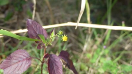 Bli Bli 069 P1000747 scaled Bli Bli 069 P1000747 scaled