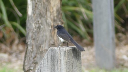 Hardings PaddockAug22 005 P1000537 scaled Hardings PaddockAug22 005 P1000537 scaled
