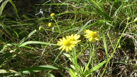 Hardings PaddockAug22 023 P1000556 scaled Hardings PaddockAug22 023 P1000556 scaled