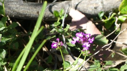 Hardings PaddockAug22 029 P1000562 scaled Hardings PaddockAug22 029 P1000562 scaled