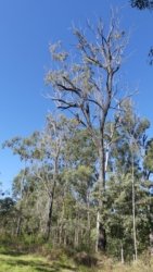 Hardings PaddockAug22 034 P1000568 scaled Hardings PaddockAug22 034 P1000568 scaled