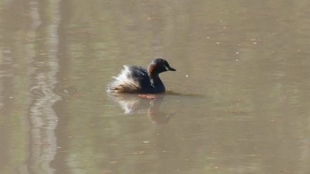 Hardings PaddockAug22 063 P1000606 scaled Hardings PaddockAug22 063 P1000606 scaled