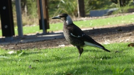 Hardings PaddockAug22 083 P1000631 scaled Hardings PaddockAug22 083 P1000631 scaled