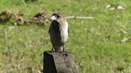 Hardings PaddockAug22 085 P1000633 scaled Hardings PaddockAug22 085 P1000633 scaled