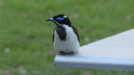 Hardings PaddockAug22 089 P1000638 scaled Hardings PaddockAug22 089 P1000638 scaled