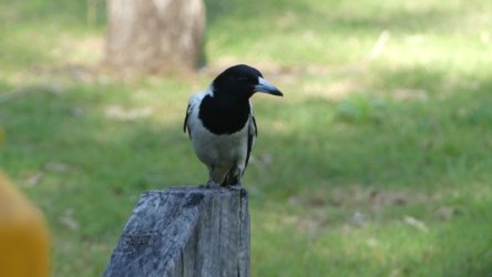 Hardings PaddockAug22 091 P1000640 scaled Hardings PaddockAug22 091 P1000640 scaled