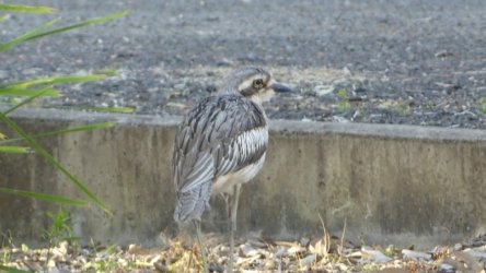 Hardings PaddockAug22 097 P1000646 scaled Hardings PaddockAug22 097 P1000646 scaled