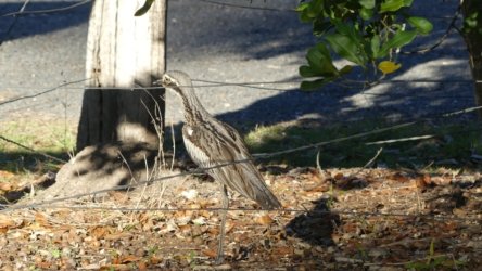 Hardings PaddockAug22 098 P1000647 scaled Hardings PaddockAug22 098 P1000647 scaled