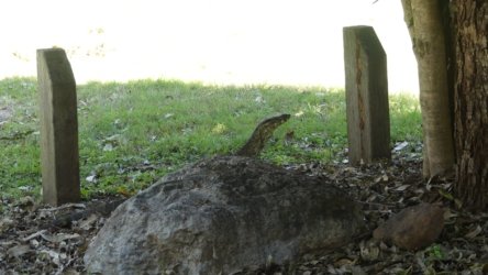 Hardings PaddockAug22 100 P1000649 scaled Hardings PaddockAug22 100 P1000649 scaled