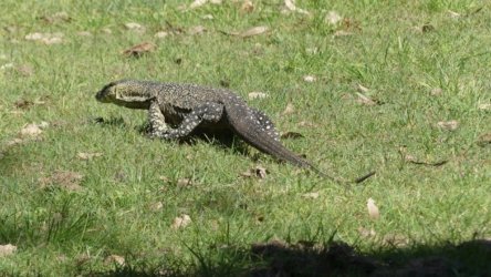 Hardings PaddockAug22 103 P1000652 scaled Hardings PaddockAug22 103 P1000652 scaled