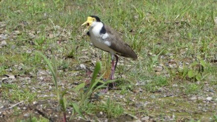 Hardings1022 007 P1010124 Copy scaled Hardings1022 007 P1010124 Copy scaled