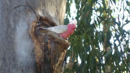 Karingal Scout Camp 023 P1000458 scaled Karingal Scout Camp 023 P1000458 scaled