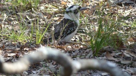 Karingal Scout Camp 047 P1000483 scaled Karingal Scout Camp 047 P1000483 scaled