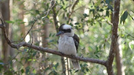 Karingal Scout Camp 051 P1000487 scaled Karingal Scout Camp 051 P1000487 scaled