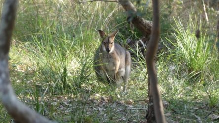 Karingal Scout Camp 056 P1000492 scaled Karingal Scout Camp 056 P1000492 scaled