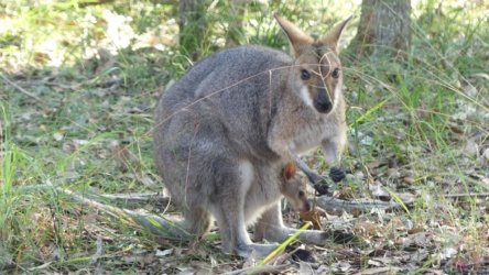 Karingal Scout Camp 057 P1000493 scaled Karingal Scout Camp 057 P1000493 scaled