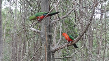 Karingal Scout Camp 079 P1000515 scaled Karingal Scout Camp 079 P1000515 scaled