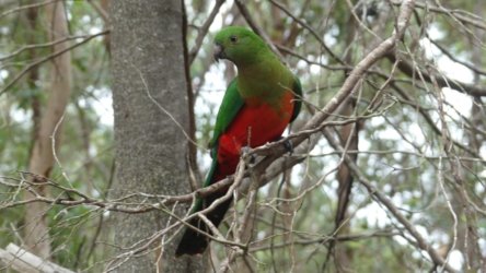 Karingal Scout Camp 083 P1000519 scaled Karingal Scout Camp 083 P1000519 scaled