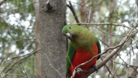 Karingal Scout Camp 084 P1000520 scaled Karingal Scout Camp 084 P1000520 scaled