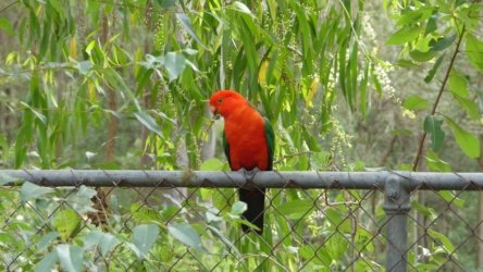 Karingal Scout Camp 085 P1000521 scaled Karingal Scout Camp 085 P1000521 scaled